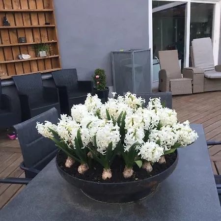 Guldborgrooms * Guldborg