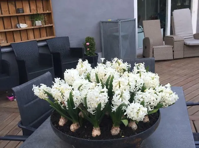 Guldborgrooms * Guldborg